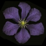 Edge_2013_Flower.640